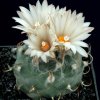 Turbinicarpus_lilikeuideus